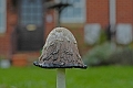 inkcap fungus, inkcaps-4
